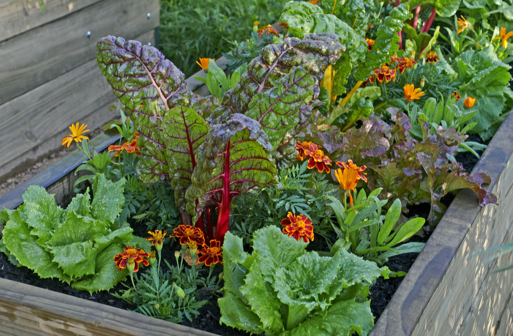 Gardening For Your Health | Coreroanoke.com